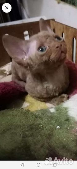 Котята девон-рекс