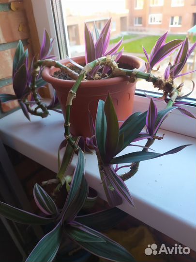 Традесканция рео