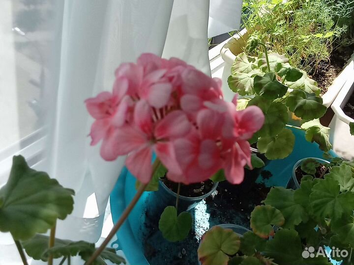 Меняю Герань на фиалку