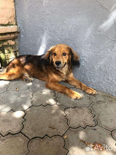 Фокс метис спаниеля