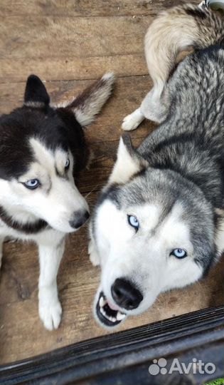 Щенки сибирской хаски