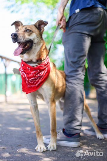 Собака в добрые руки