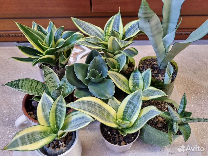 Сансевиерия сортовая