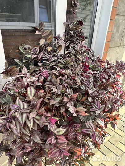 Традесканция