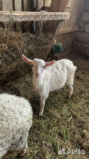 Овцы бараны