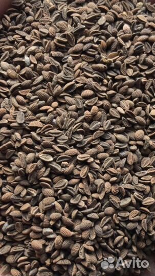 Семена Фацелии гост