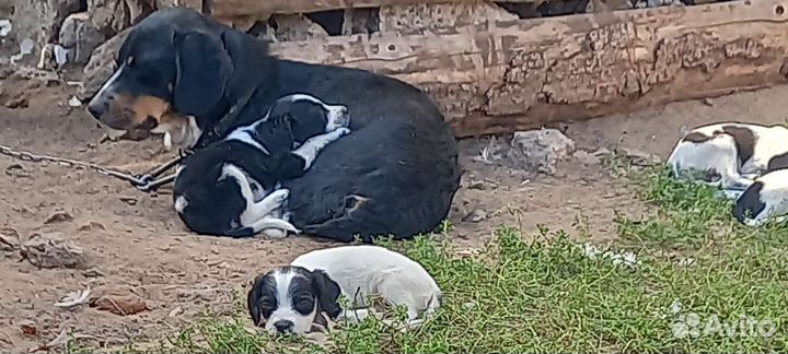 Собаки бесплатно в добрые руки щенки