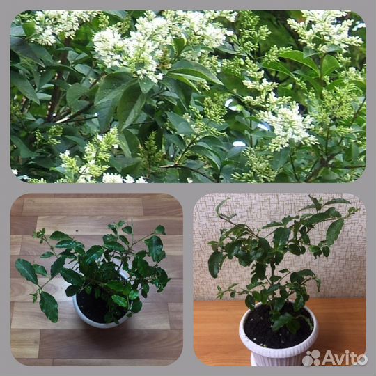 Комнатные растения