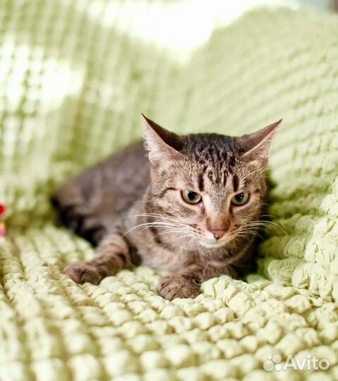 Финик в добрые руки