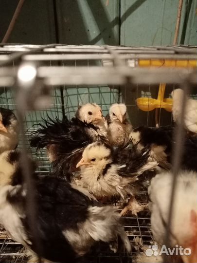 Петух, несушки, индюк, перепела, яйца