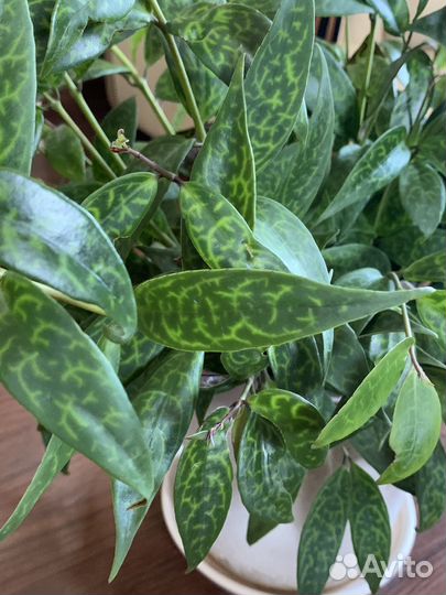 Эсхинантус мраморный