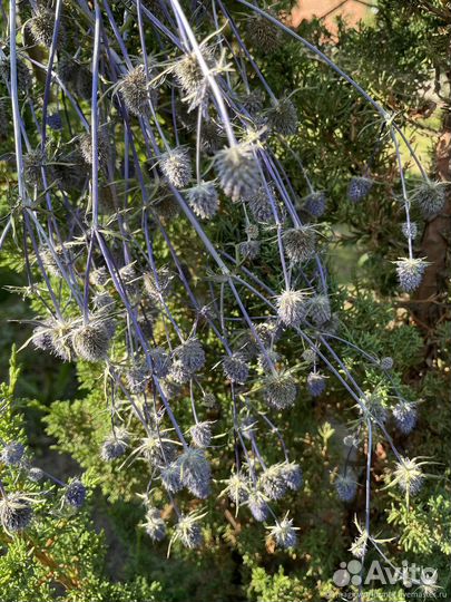 Синеголовник букет большой