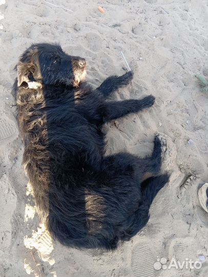 Собака в добрые руки