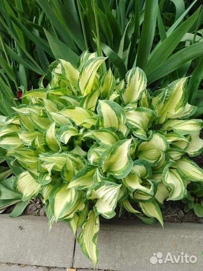 Хоста растение