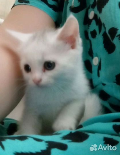 Британские котята