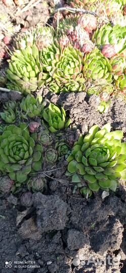 Многолетник молодило