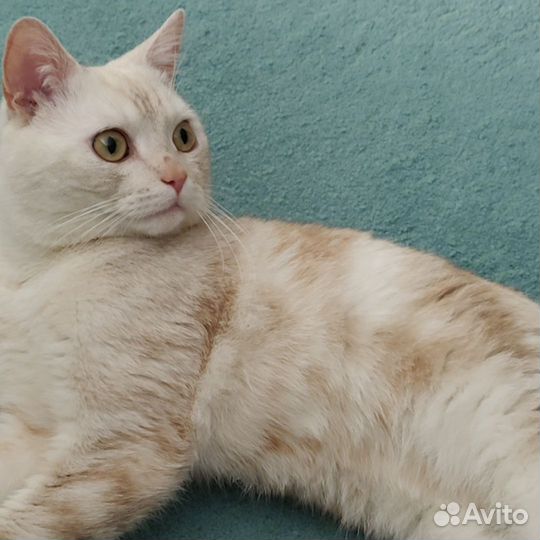 Котик Мушу