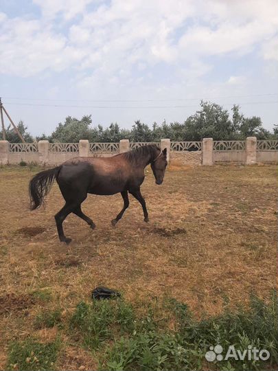 Продам лошадь