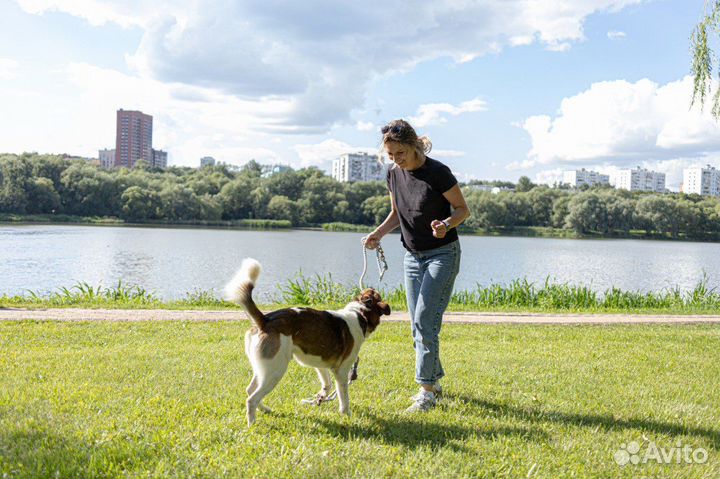 Собака в добрые руки