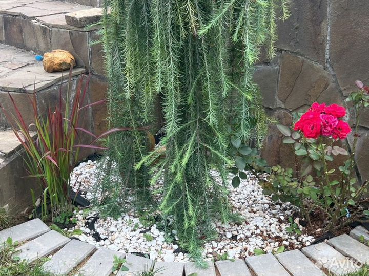 Императа цилиндрическая