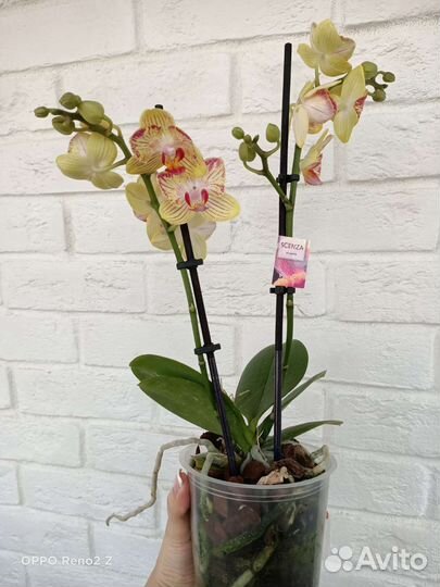 Орхидея фаленопсис бабочка Stella