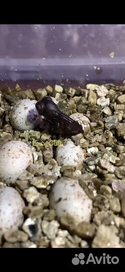 Пантеровый хамелеон