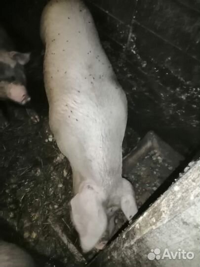 Кабан,коровы, бык