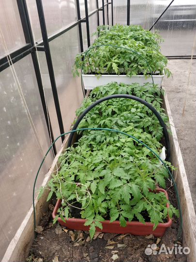 Рассада томатов (тепл.,грунт.)в связи с переездом