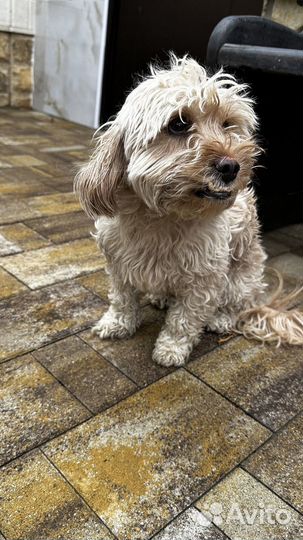 Тротуарная плитка брусчатка от 120 м2