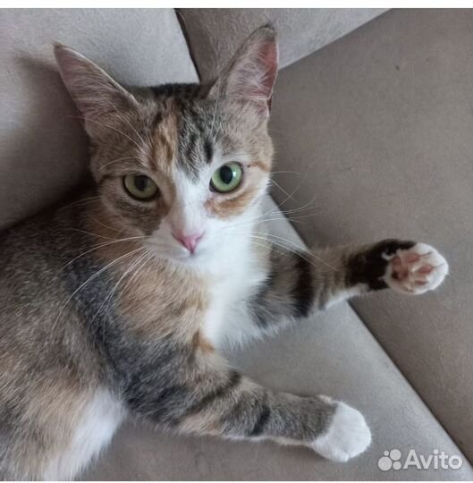 Кошка