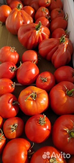 Домашние томаты