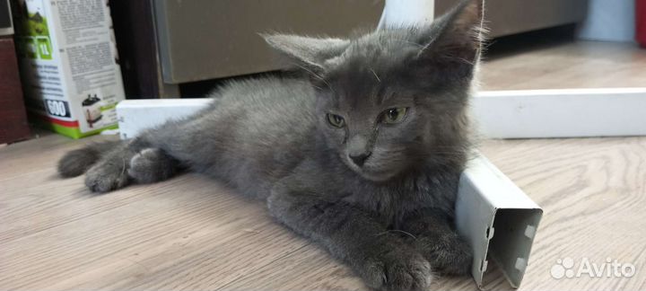 Кошечка в добрые руки