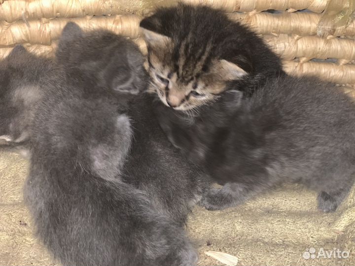 Раздадим котят бесплатно