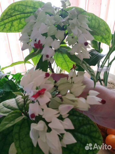 Клеродендрум