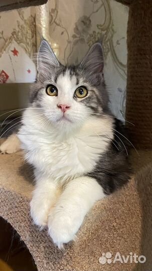 Шикарная девочка биколор