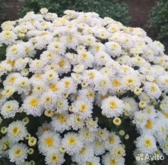 Хризантемы мультифлора