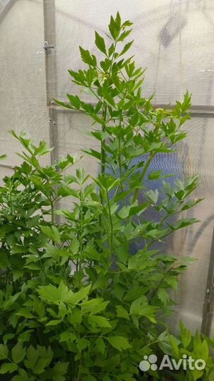 Любисток стебли на срез