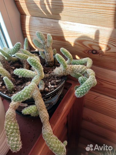 Суккуленты