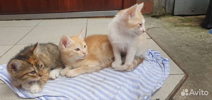 Котята в добрые руки бесплатно