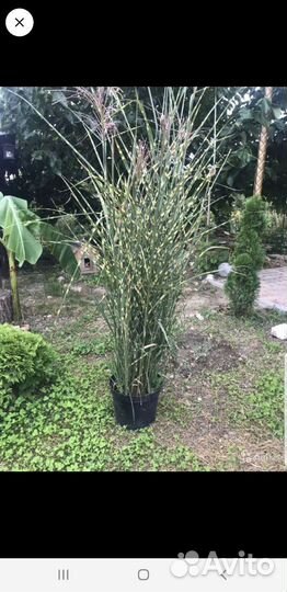 Мискантус зебрина