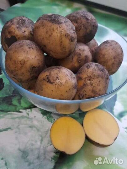 Семенной Картофель Гала