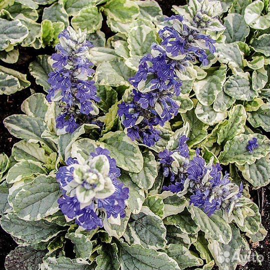 Аюга Вариегата зкс Почта/сдек