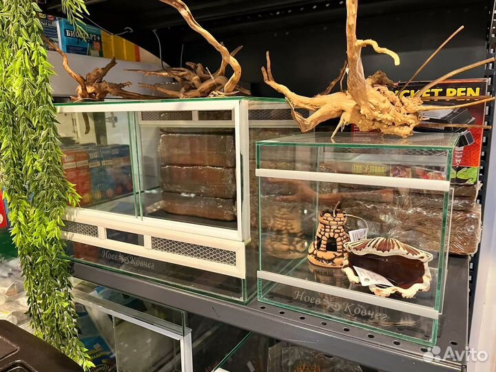 Геккон эублефар