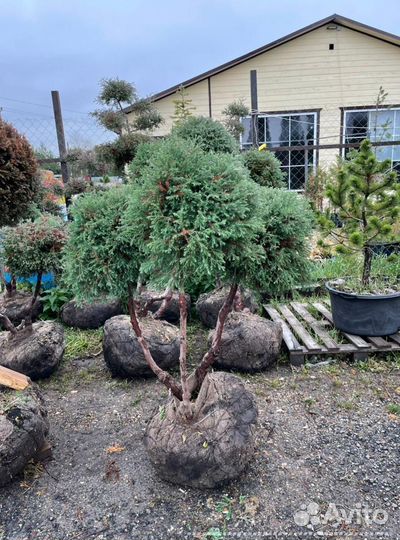 Можжевельник формированный