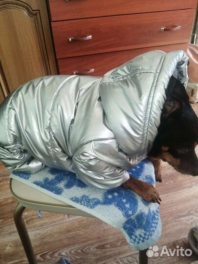 Зимний костюм для маленькой собаки