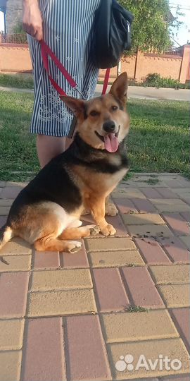 Собака в добрые руки отдам бесплатно
