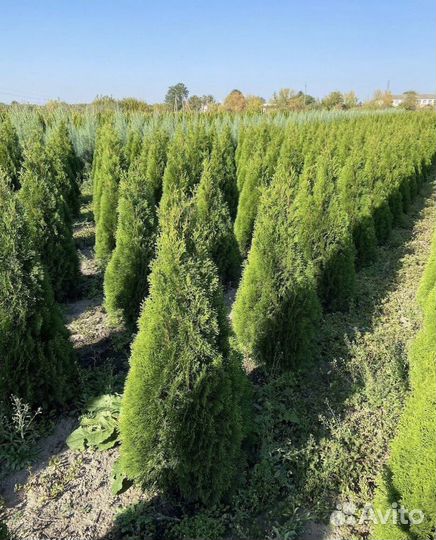 Туи с доставкой. Питомник