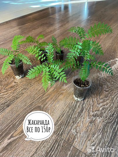 Комнатные цветы