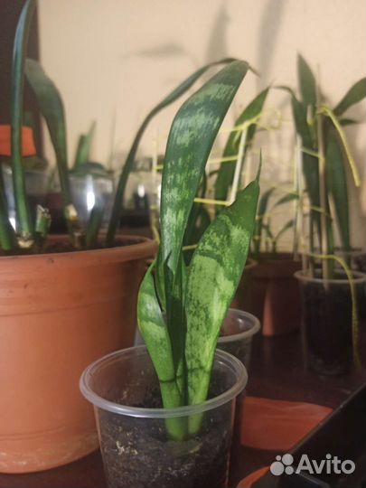 Сансивиерия (тещин язык, щучий хвост)