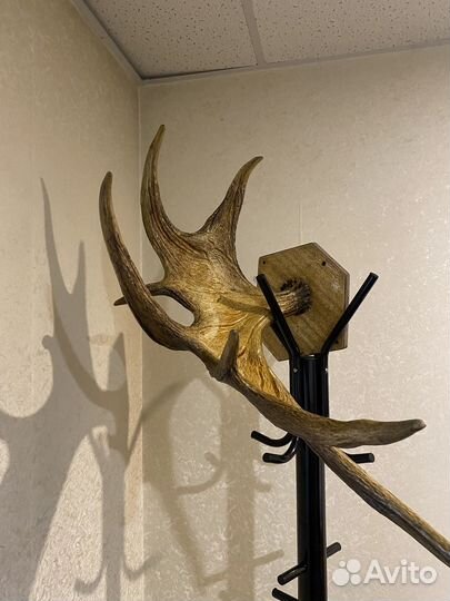 Продам рога лося